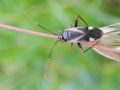 Adelphocoris reicheli